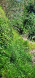 Plants: image 55 Of 208 Thumb